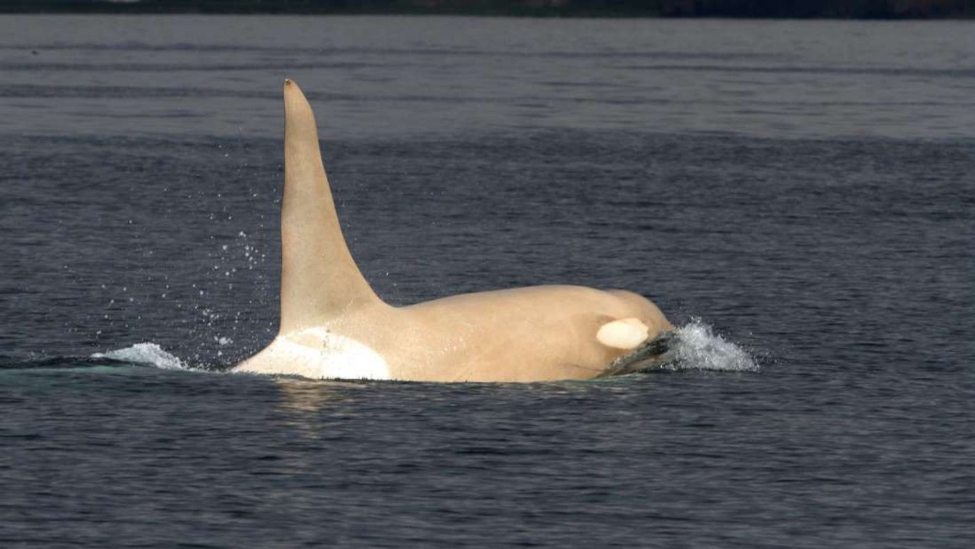 Iceberg the white orca has been spotted once again in Russian waters.