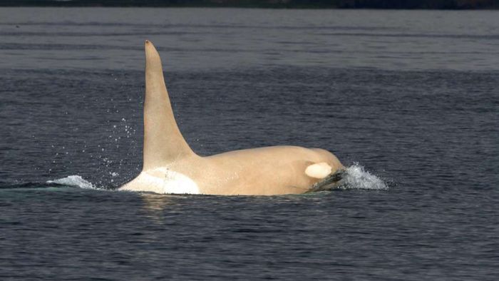 Iceberg the white orca has been spotted once again in Russian waters.