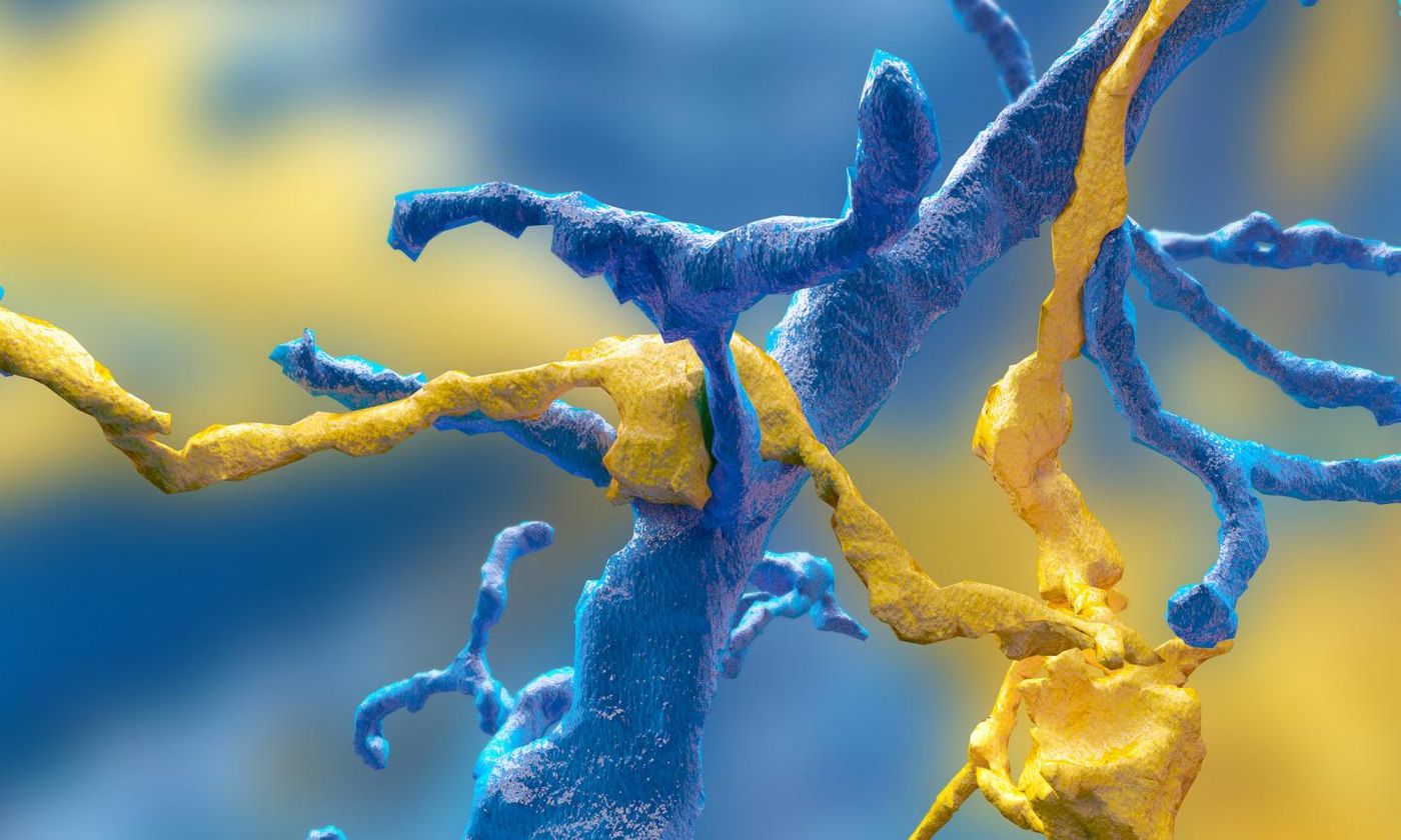 By turning a time-intensive research problem into an interactive game, Princeton neuroscientist Sebastian Seung has built an unprecedented data set of neurons, which he is now turning over to the public via the Eyewire Museum. Eyewire gamers mapped this synapse between a ganglion neuron (blue) and a starburst amacrine cell (yellow). / Credit: Image by Alex Norton, Eyewire