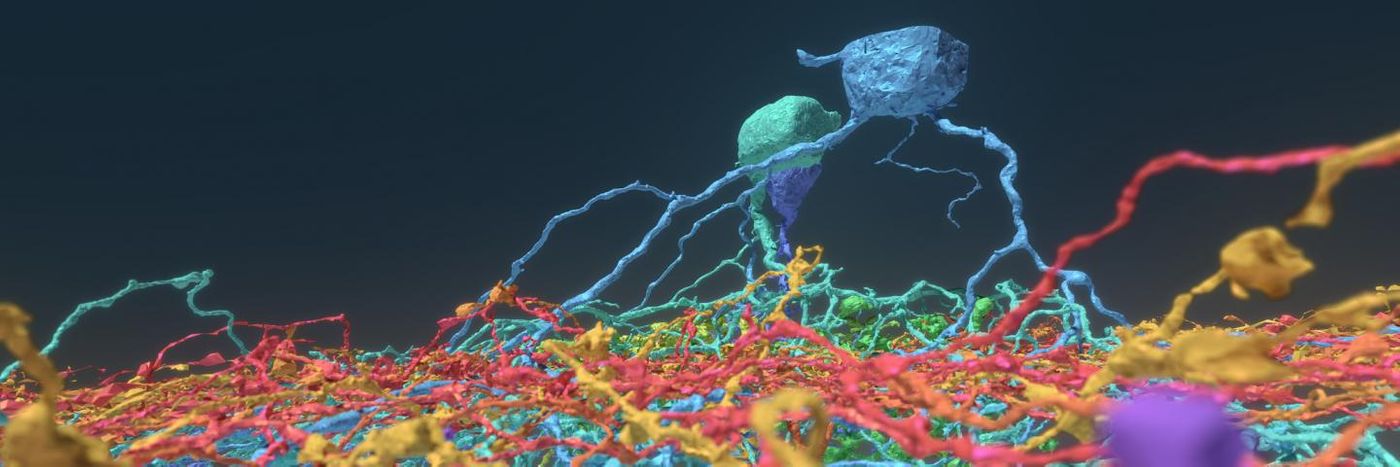 hese 17 retinal neurons, mapped by Eyewire gamers, include ganglion cell types in blue and green and amacrine cells in yellow and red. / Credit: Image by Alex Norton, Eyewire