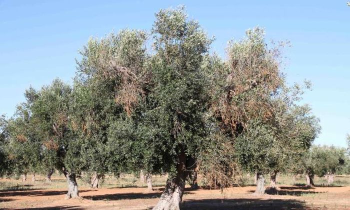 These olive trees are infected with Xylella.