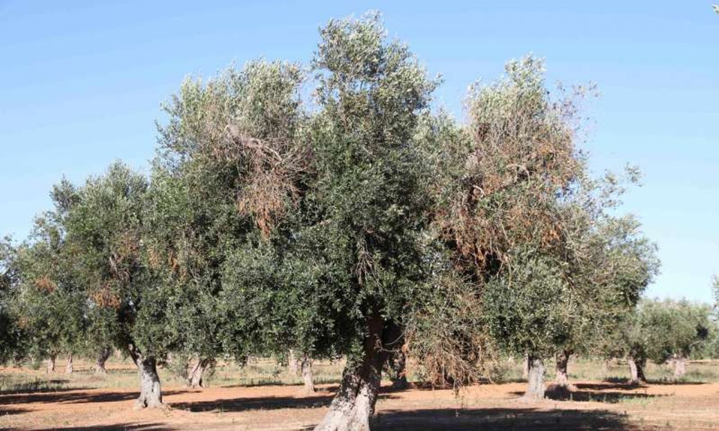 These olive trees are infected with Xylella.