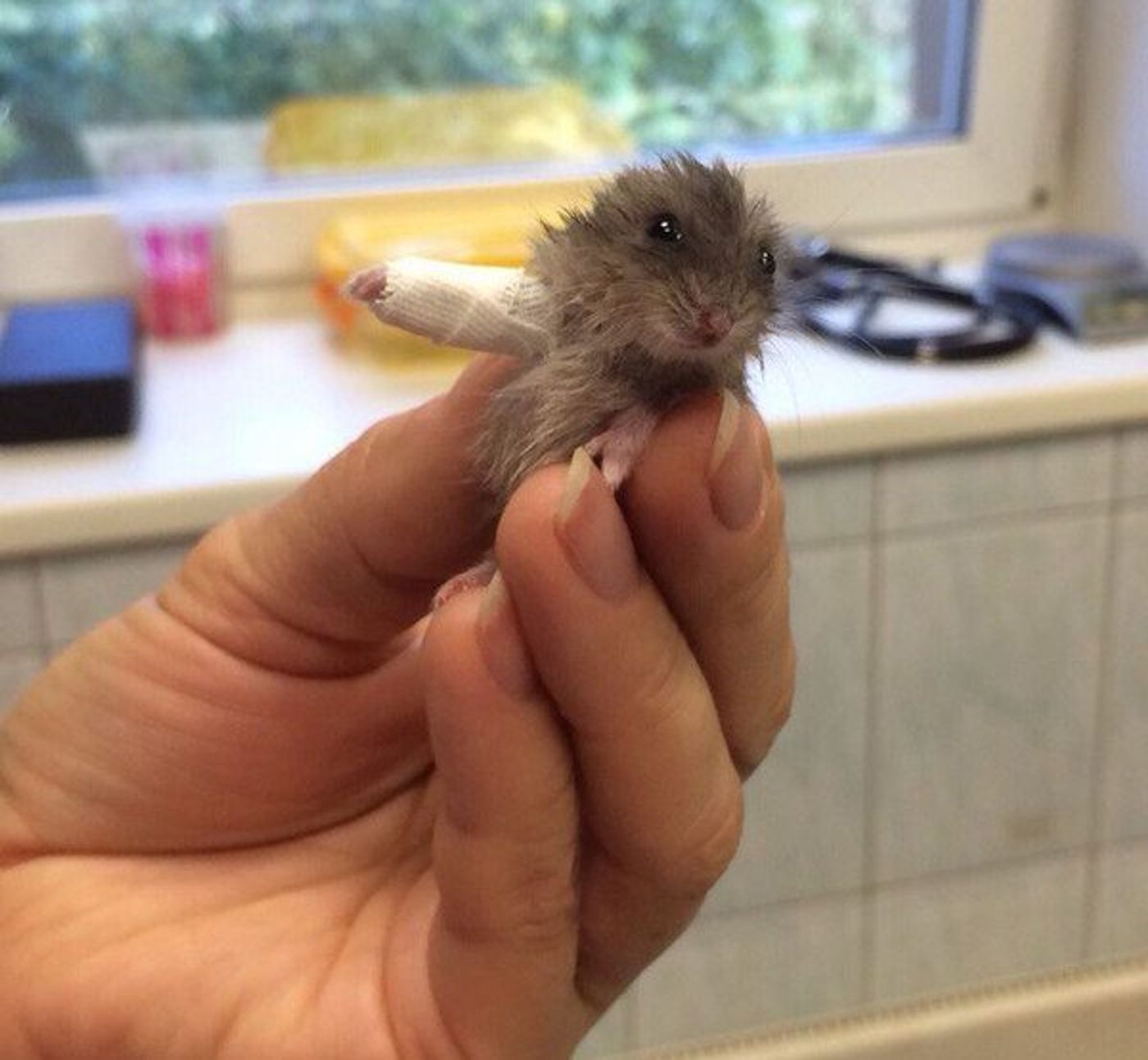The mystery hamster with its cute little cast to treat his injury.