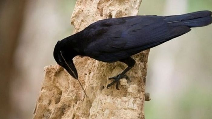 Crows are seen using own tools to hunt and gather food.