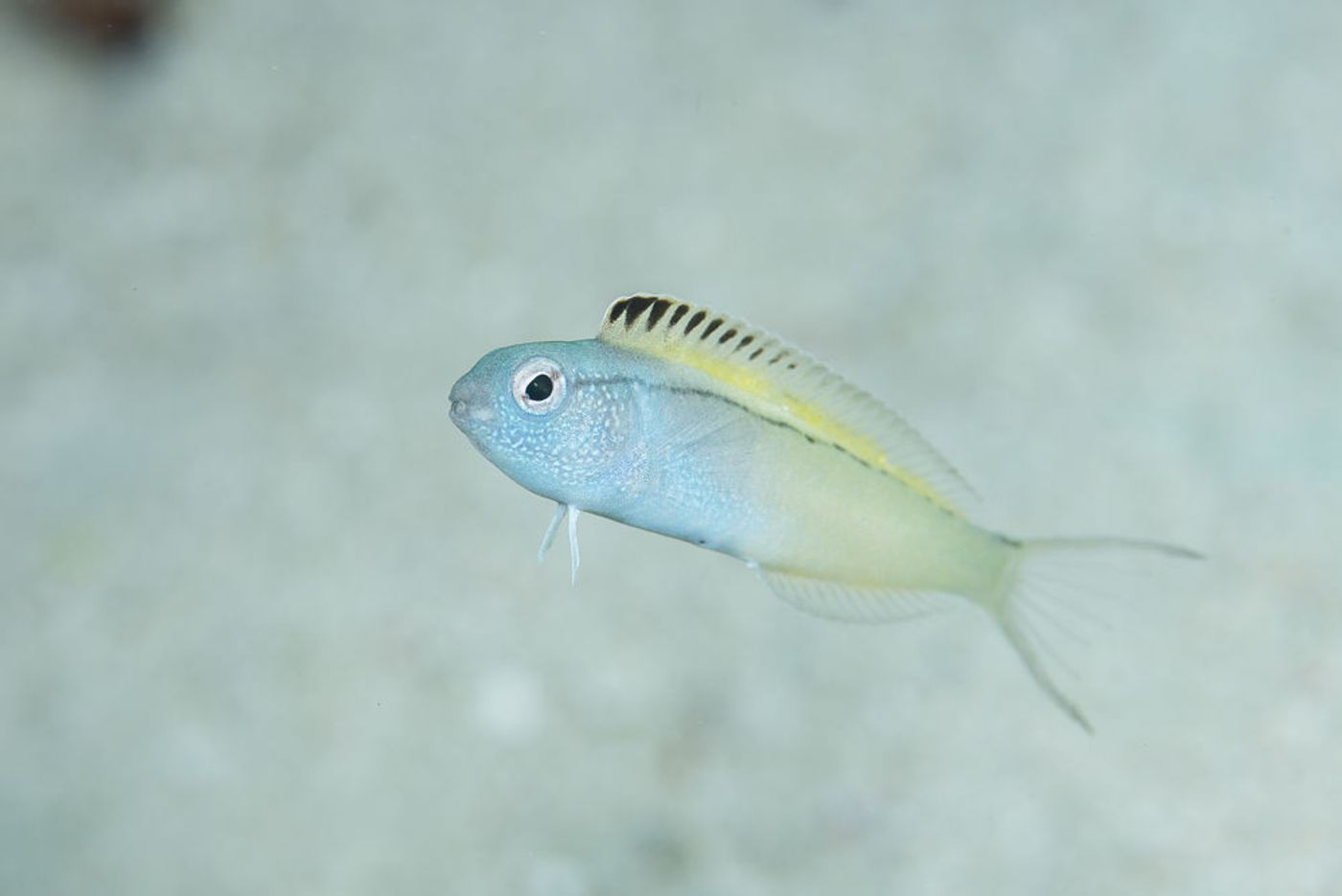 Some fang blennies have a venom that's infused with opioids (painkillers).