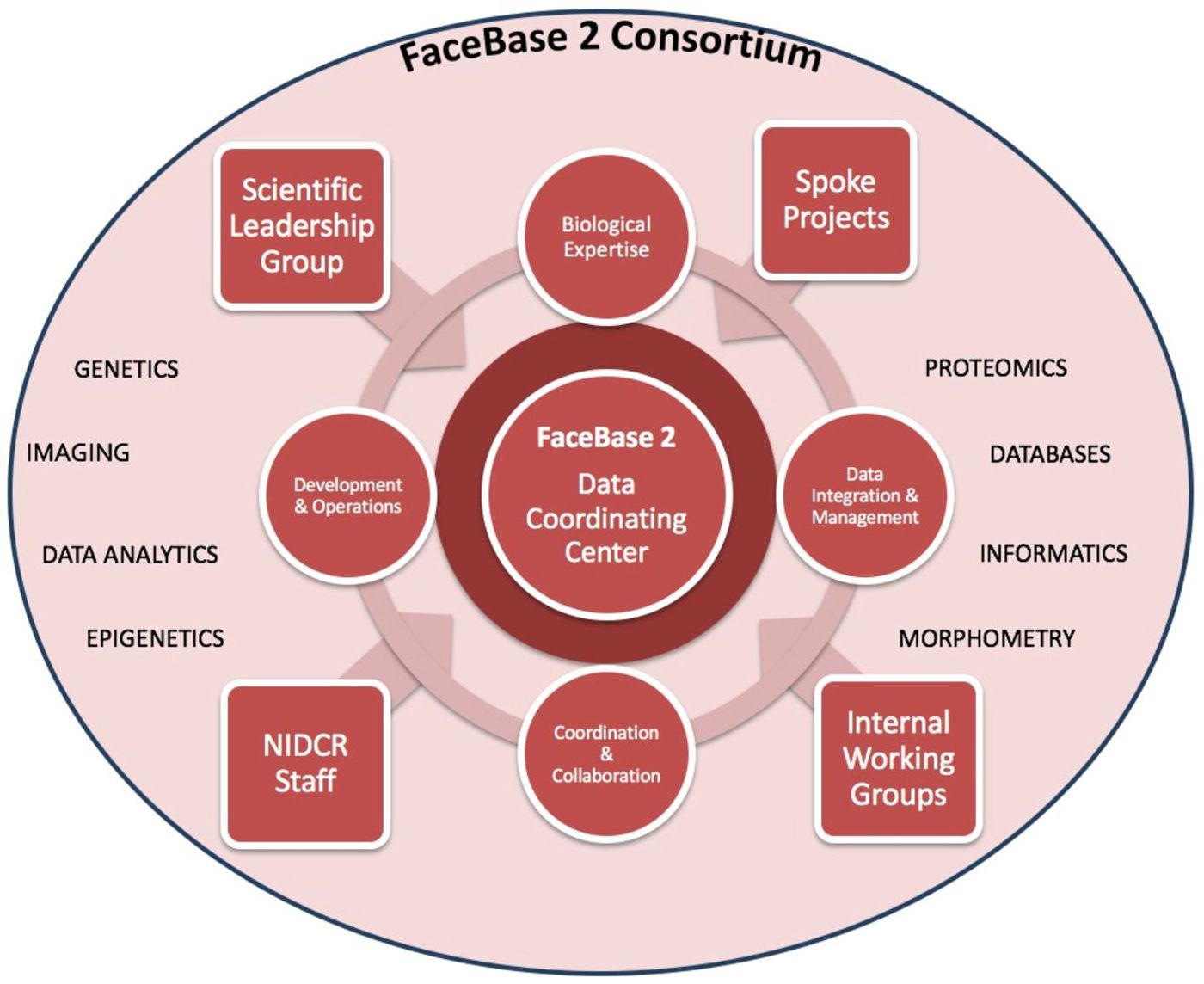 The architecture of the consortium is illustrated here. / Credit: Developmental Cell