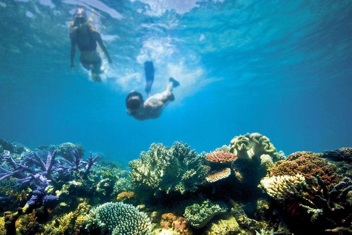 If you haven't seen this natural wonder yet, you may want to go before it's too late. Photo: www.greatbarrierreef.org