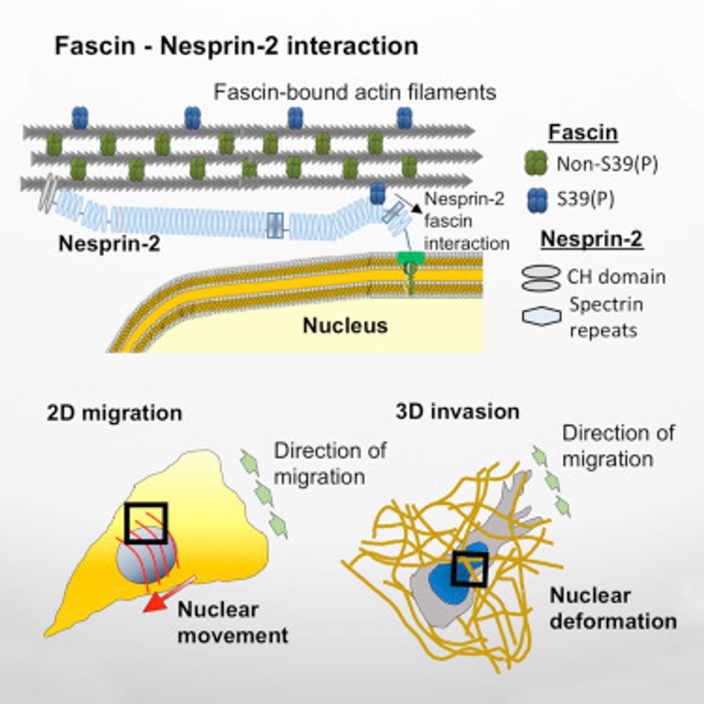 The graphical abstract for the research paper / Credit: Developmental Cell Jayo et al