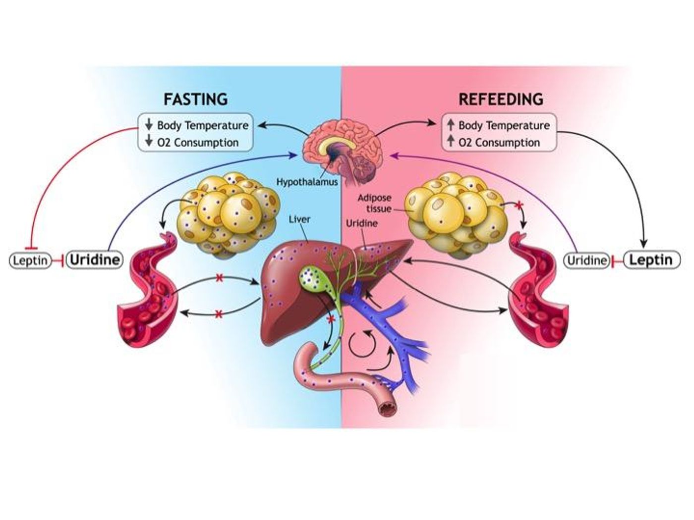 How the body's fat cell-liver-uridine axis works to maintain energy balance. Credit: UT Southwestern