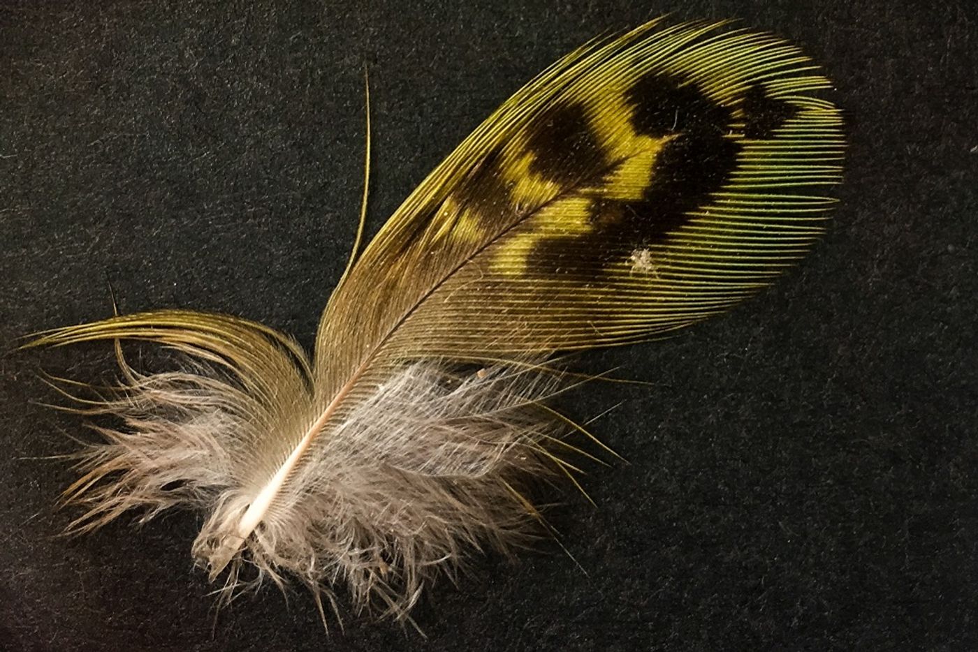 The night parrot's feather.