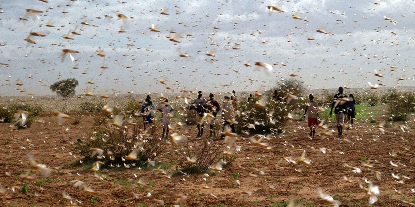 Locust outbreak in Africa (UN)