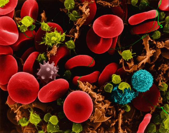 A mix of different types of cells in the body, including red blood cells, neutrophils, macrophages and mast cells.