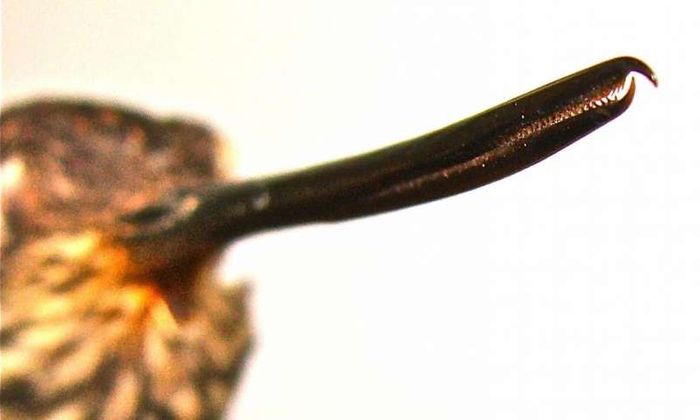 The beak of this particular hummingbird species is more weaponized than others, and now researchers know why.
