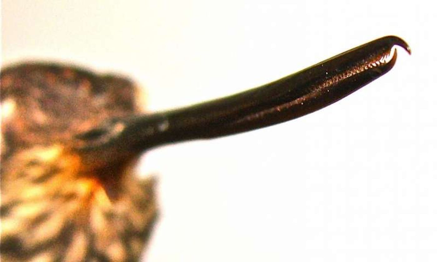 The beak of this particular hummingbird species is more weaponized than others, and now researchers know why.