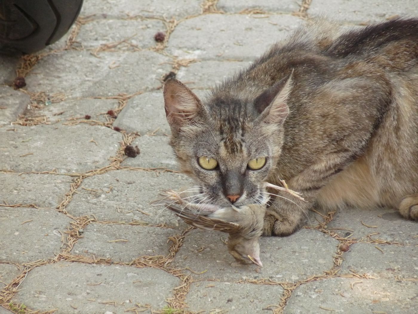 A feral cat carrying a bird carcass.