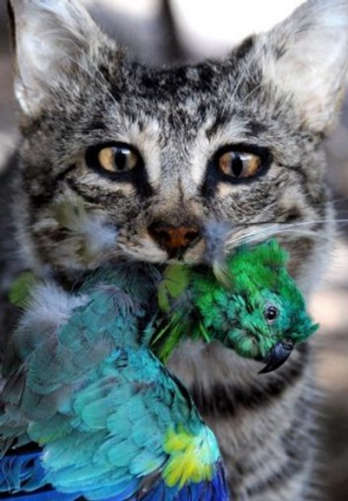 Feral cats in Australia have contributed to the decline in certain bird, mammalian and reptile species.