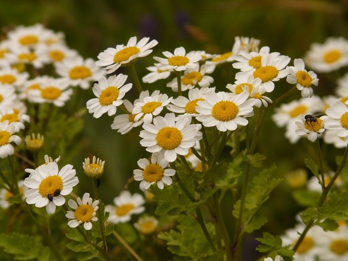 Inside feverfew hides a compound with anti-cancer properties. Photo: Pixabay