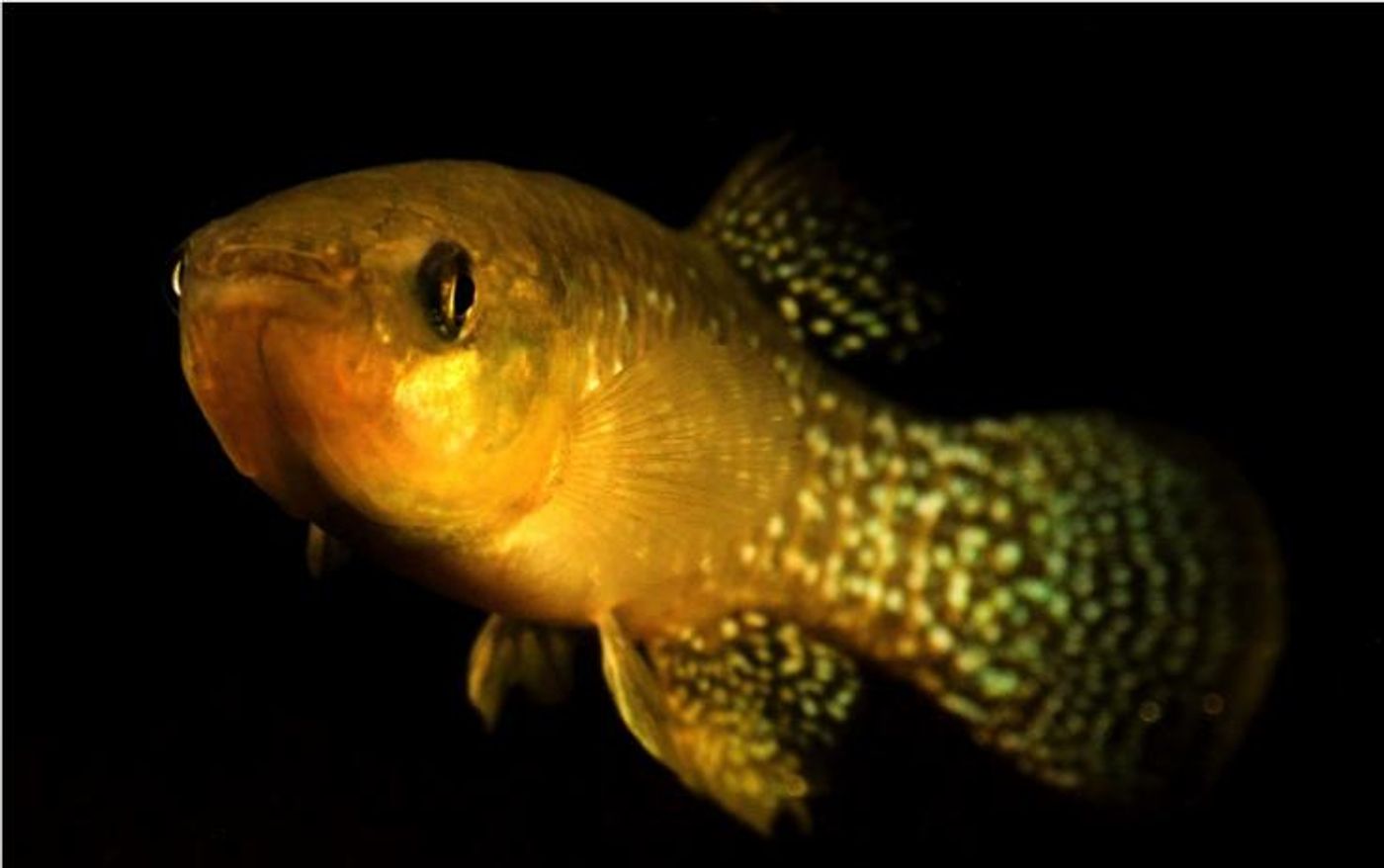 The Atlantic killifish has a high adaptation rate to toxic environments.