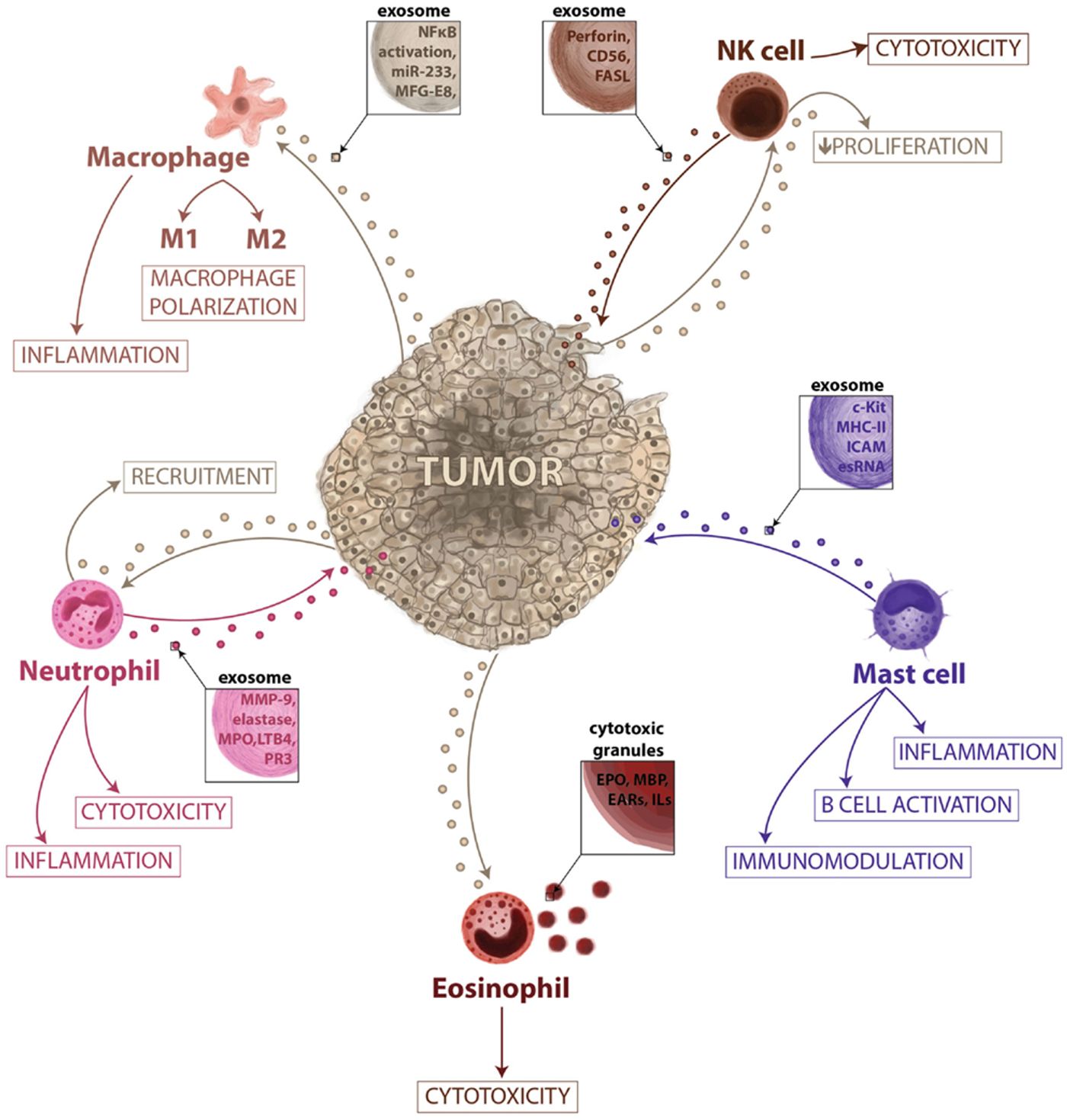 How Cancer Immunity Works | Image: journal.frontiersin.org