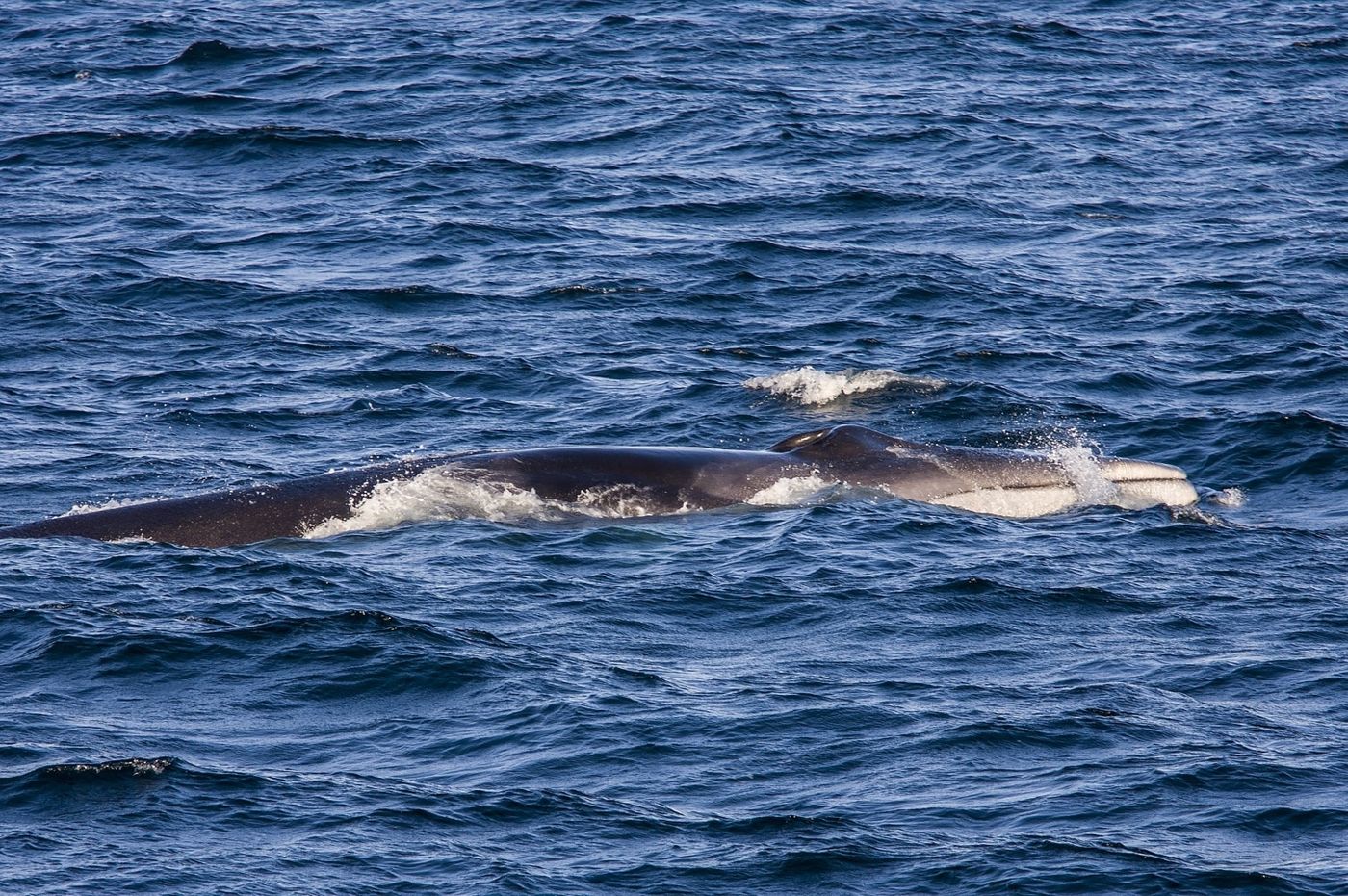 A fin whale breaching the surface.