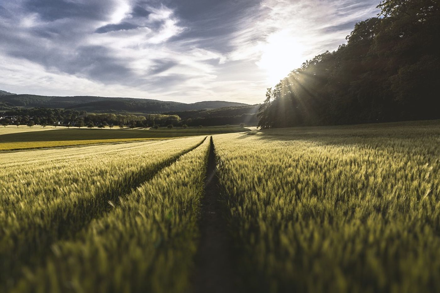 Planting trees in marginal croplands will help improve water quality of surrounding areas. Photo: Pixabay