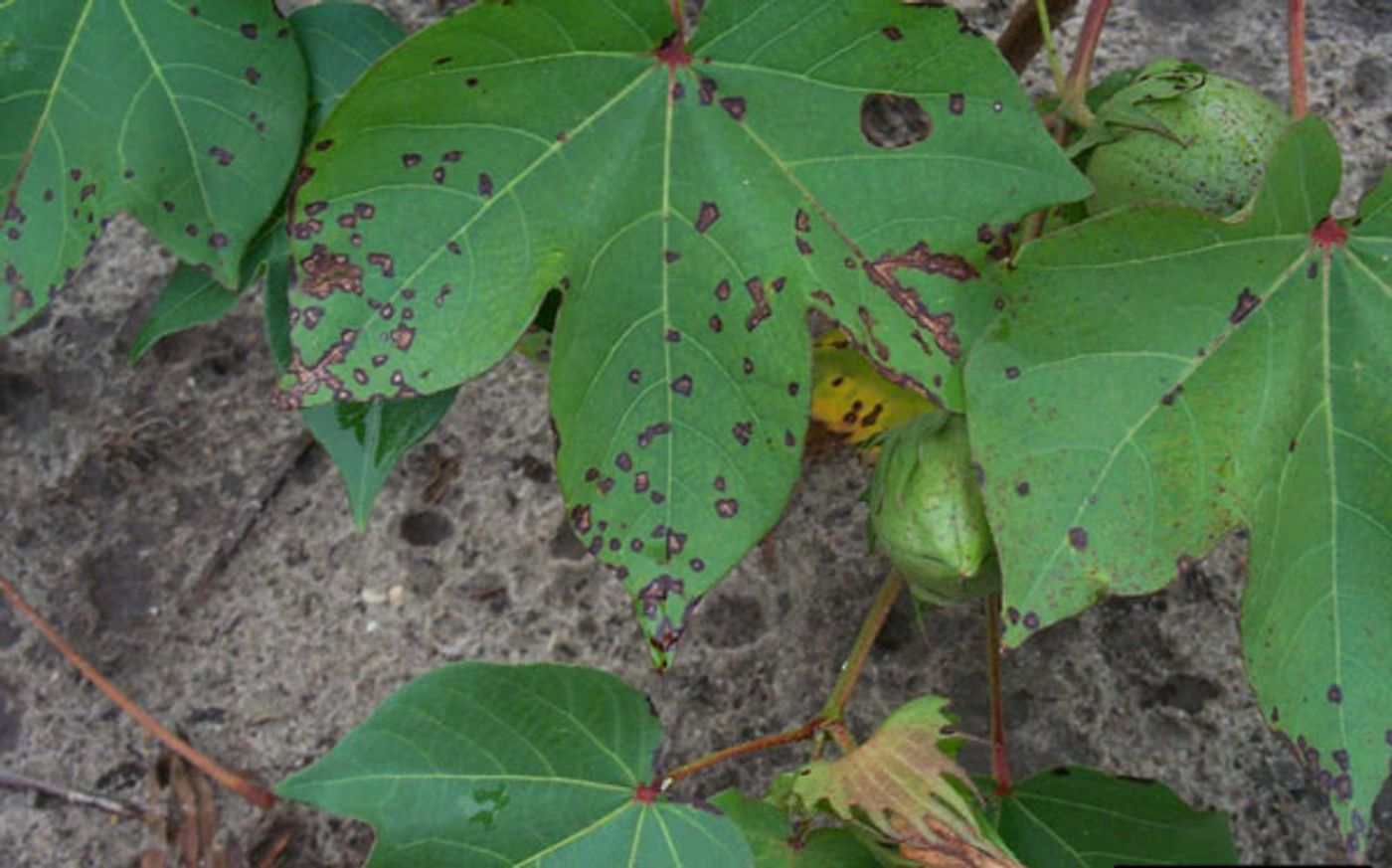 Cotton leaves with bacterial blight.