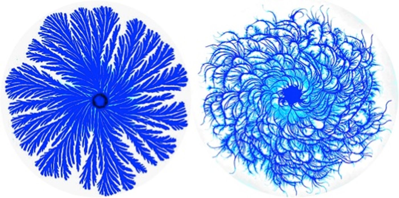 Paenibacillus forms complex colonies - Wikipedia