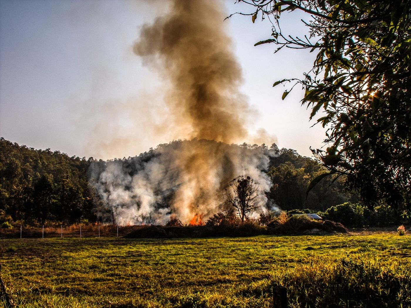 Researchers say invasive grasses are up to tripling the threat of wildfires in some regions. Photo: Pixabay