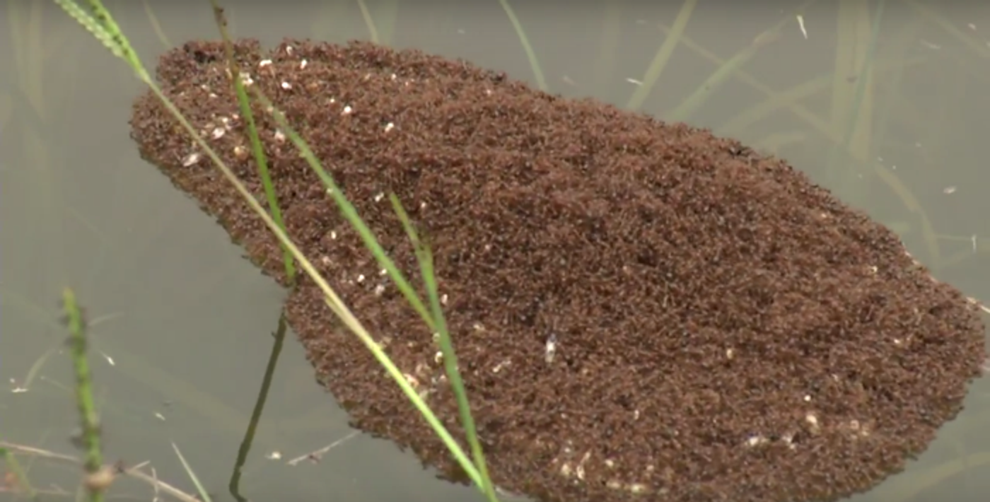 Fire ants in the flooded regions of South Carolina collect their eggs and their buddies in an effort to survive.