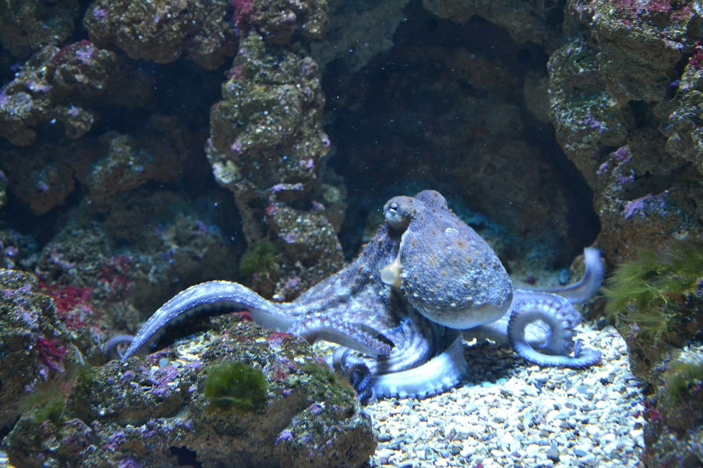 Octopuses are just one of the many kinds of animals that belong to the cephalopod group.