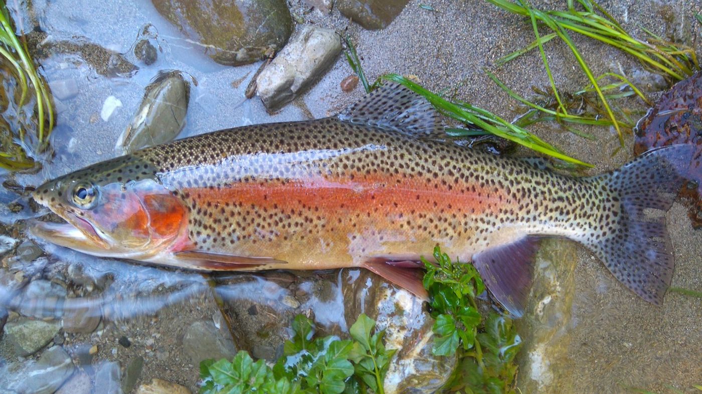 Male river fish are exhibiting more female characteristics as a result of the chemicals that are being flushed down the drain.