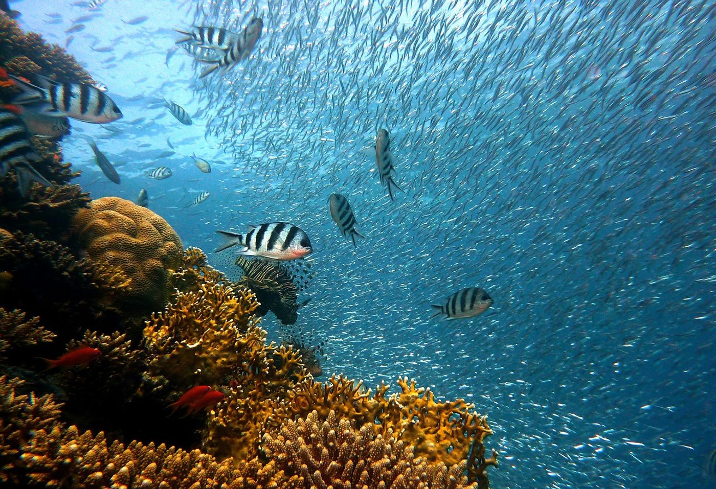 A coral reef is very important to the ocean's fish, and restoration efforts might help these fish thrive.