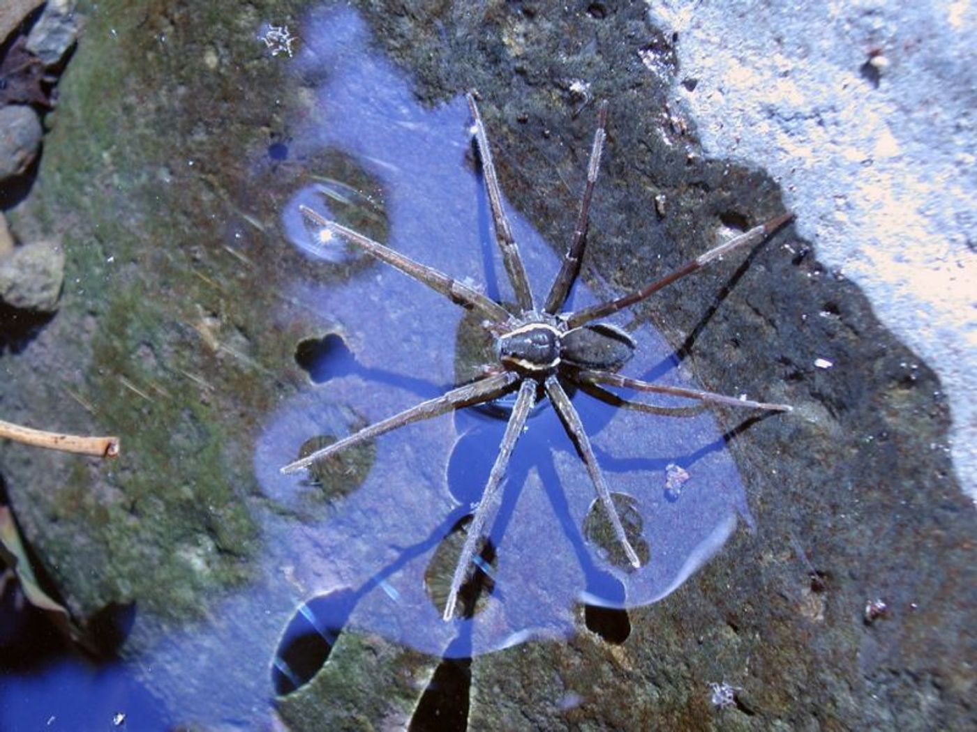 Newly-discovered spider species devours fish more than 3x its size.
