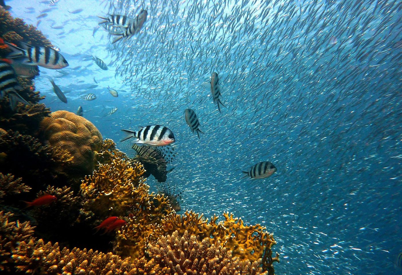 Coral reefs are central to many aquatic ecosystems. New research shows that they also serve as sinks for microplastic pollution.