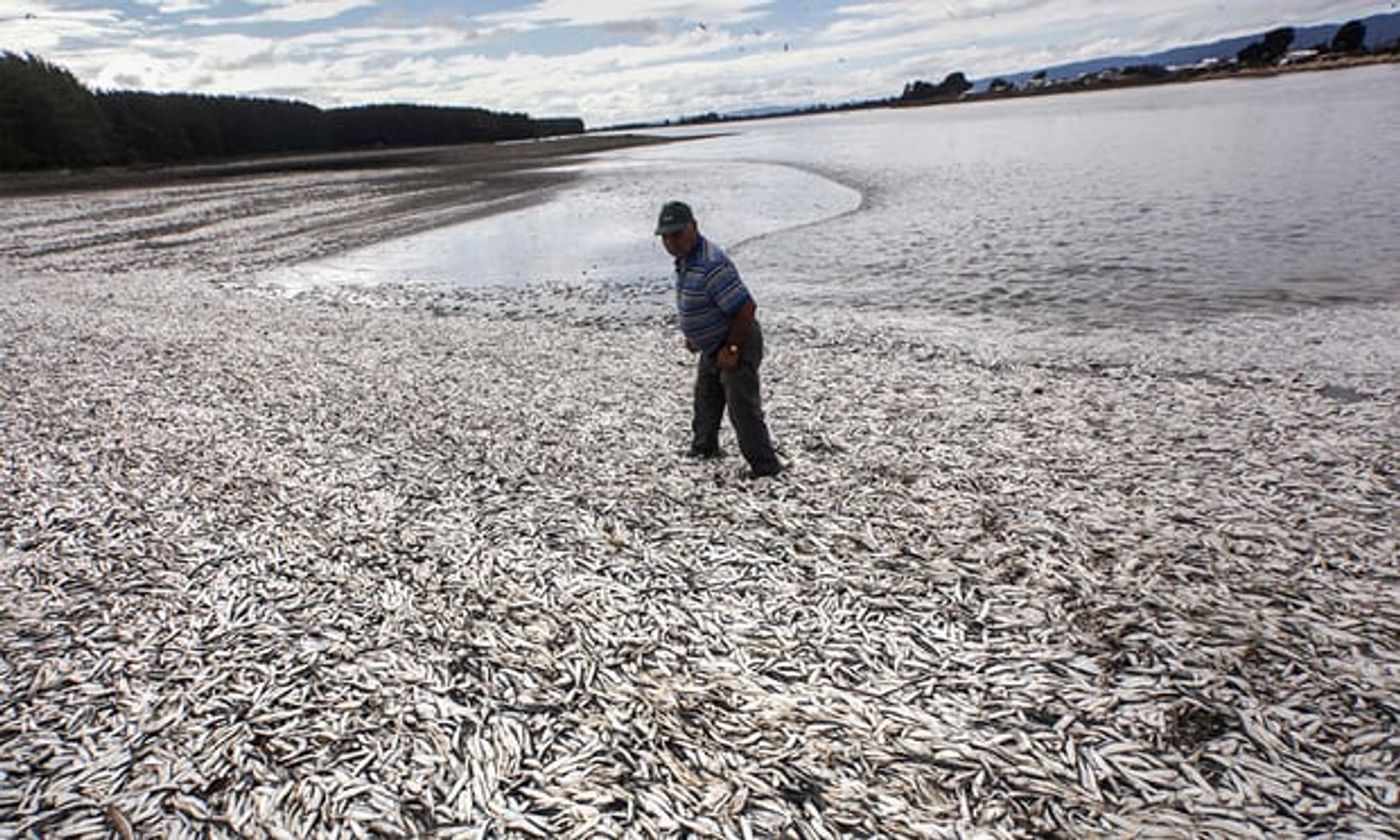 Dead fish in Temuco, Chile are a result of algal blooms. Photograph: Felix Marquez/AP