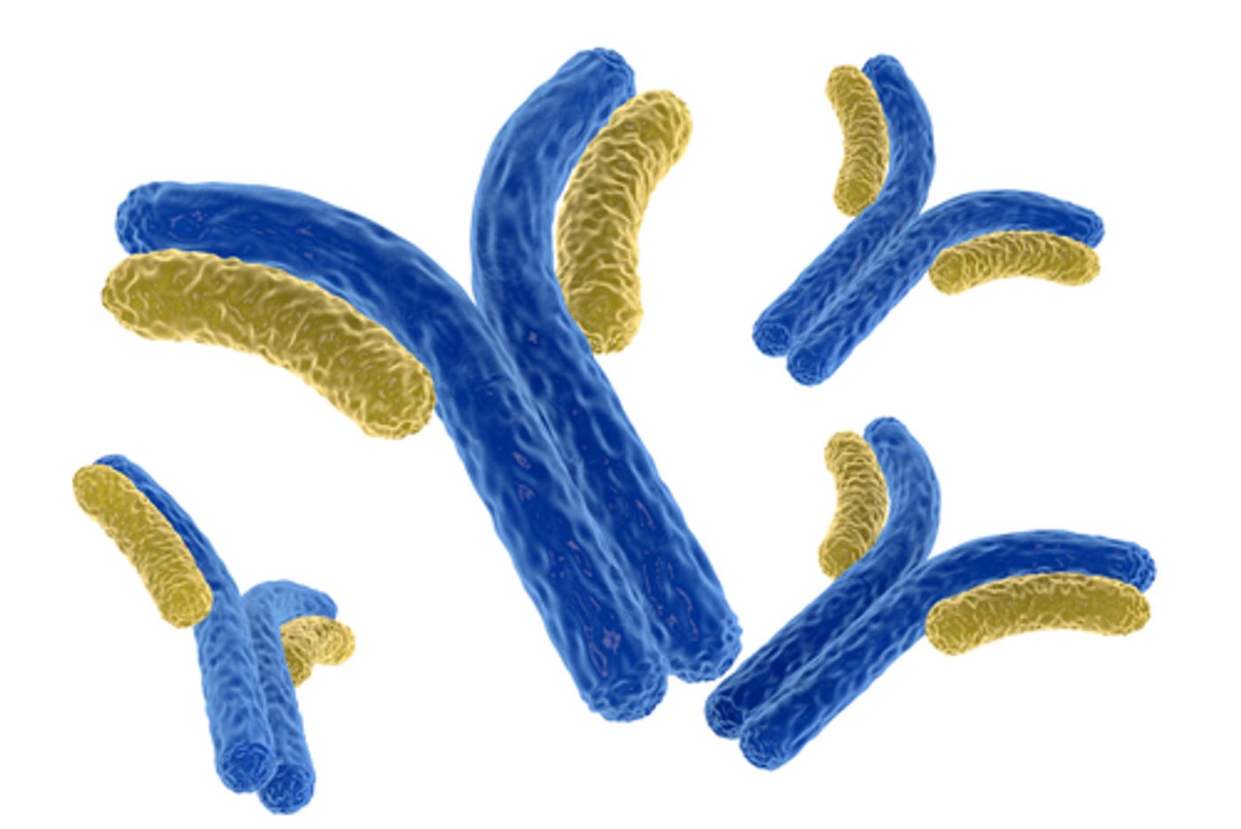 Dengue antibodies enhance Zika infection.