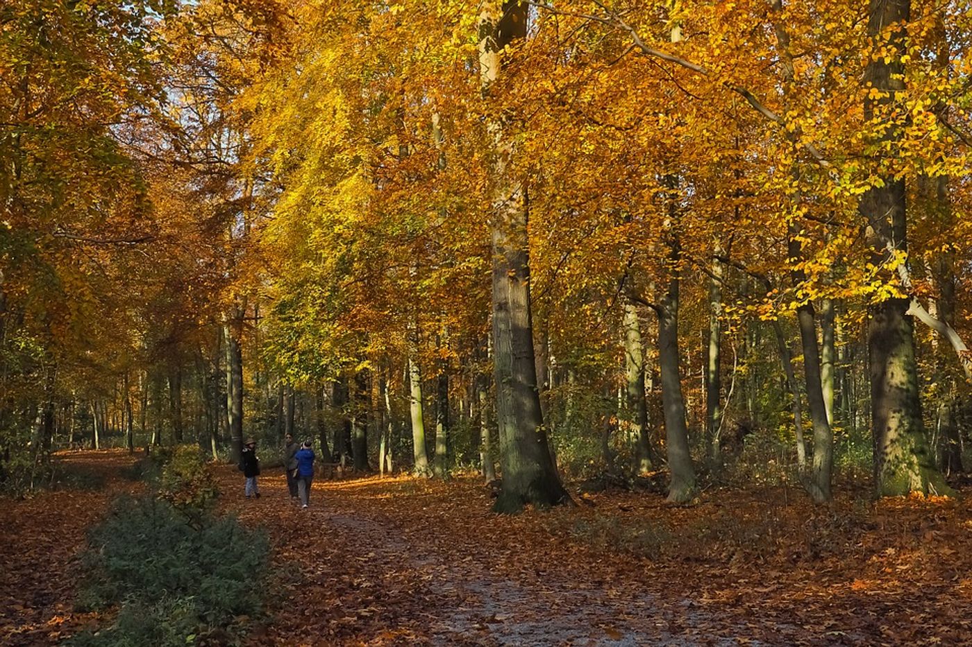 Forest Bathing: Prescribed to Relieve Stress