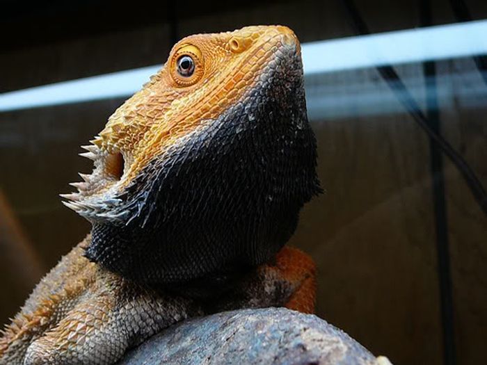 Bearded dragons can change the color of various parts of their bodies depending on the conditions.
