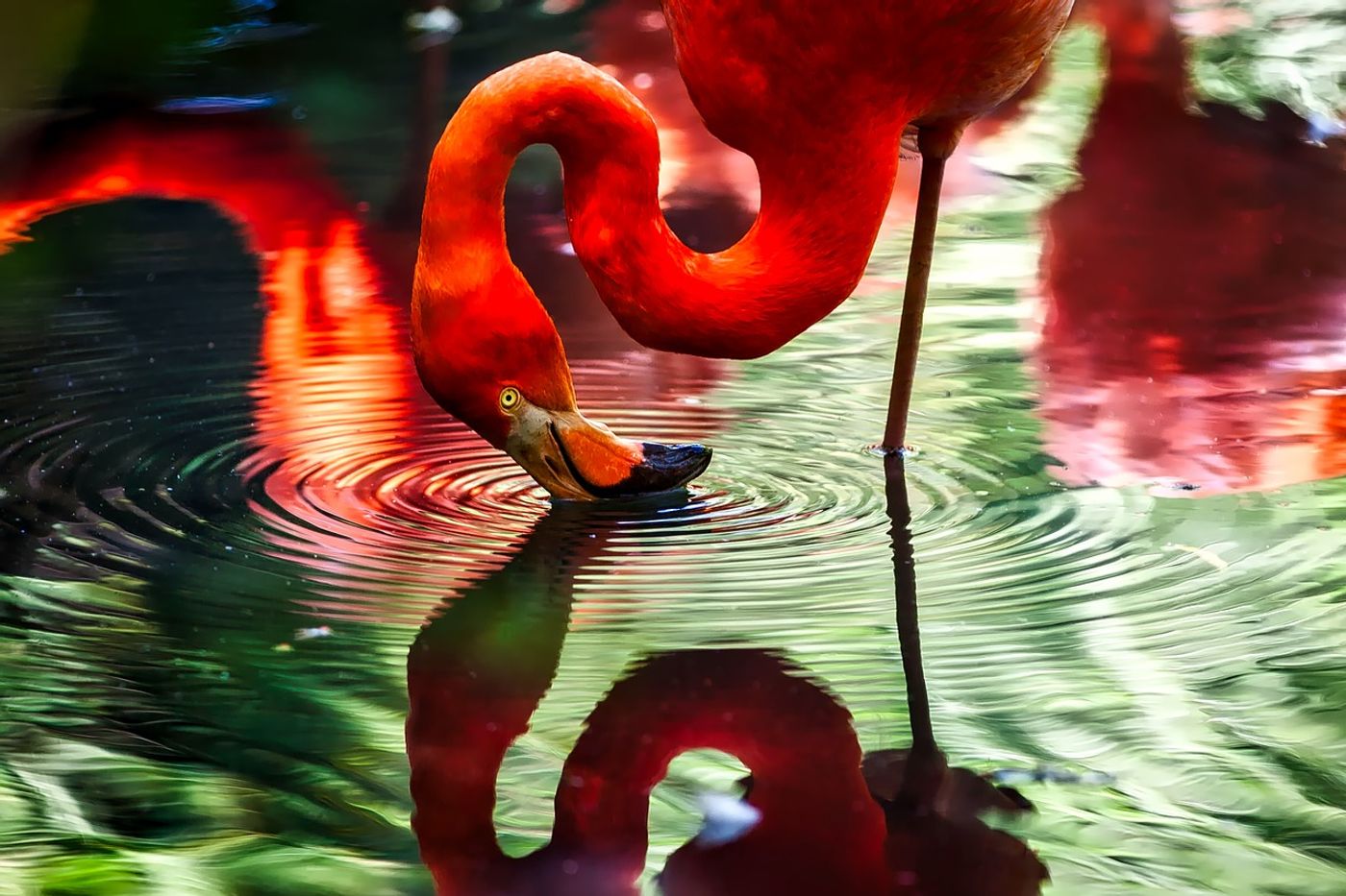 Do flamingos save energy by standing still on just one leg?