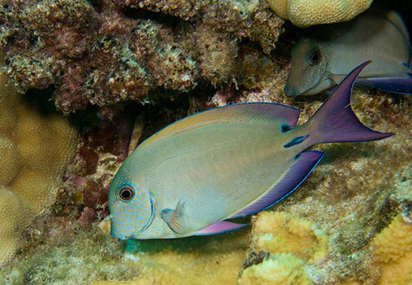 Epulopiscium is an intestinal symbiont of the surgeonfish.