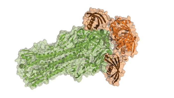 A designer protein (brown and orange) fits snugly on top of the influenza virus's hemagglutinin protein (green), which helps the virus latch onto and infect cells. / Credit: Eva-Maria Strauch