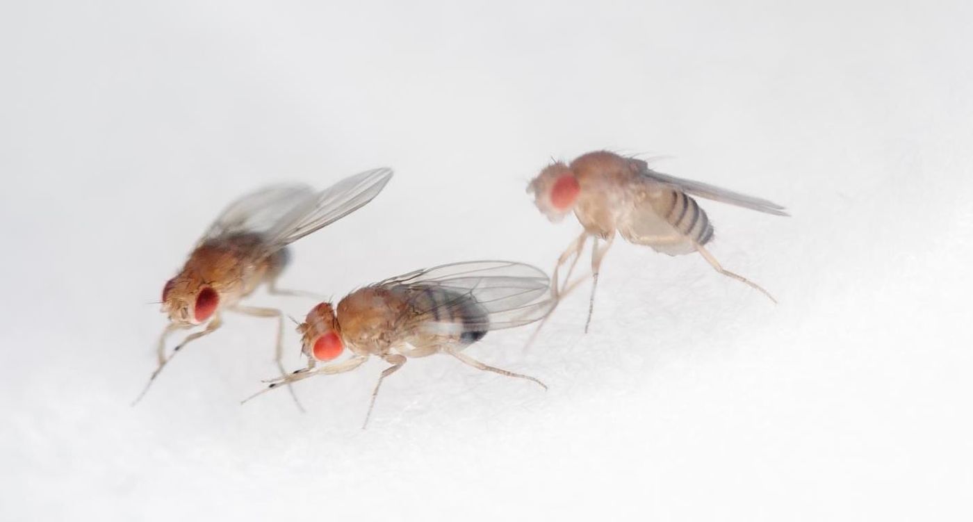 The fruit fly -- Drosophila melanogaster / Credit: NASA / Dominic Hart