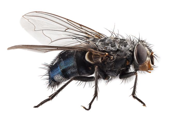 A fly is an example of an insect that relies on a salt and water balance.