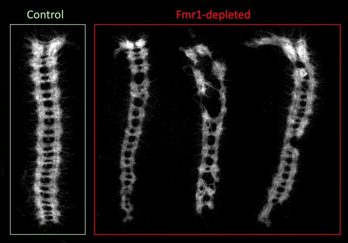 This image shows an example of defects in the development of the embryonic central nervous system in stored eggs that lacked the Fmr1 gene -- stored being the key word, since un-stored eggs showed normal development. Analogous to the spinal cord, the ladder-like ventral nerve cords on the right are from stored eggs lacking in Fmr1. The image on the left is a normal ventral nerve cord with functioning Fmr1. / Credit:  Courtesy of Ethan Greenblatt and Allan Spradling.