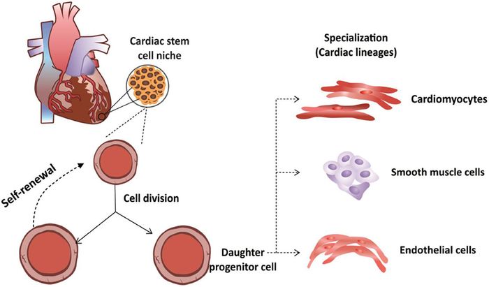 Cardiac cell differentiation into three main cardiac lineages (C. F. Leite et al, 2015)