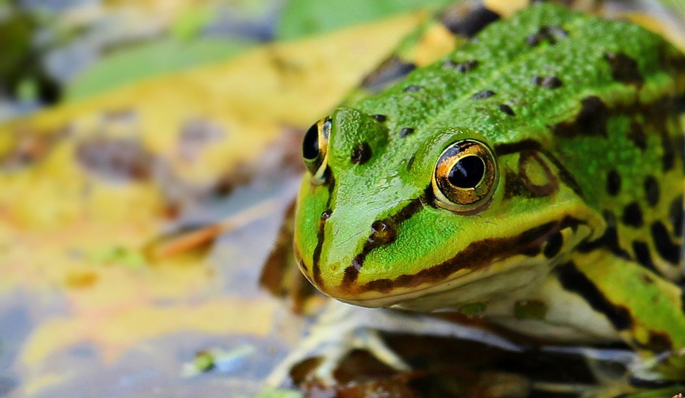 Why are global amphibian populations declining? Climate change isn't the only answer.