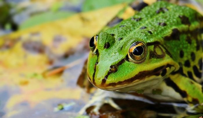 Climate Change Isn't the Leading Cause of Global Amphibian Decline