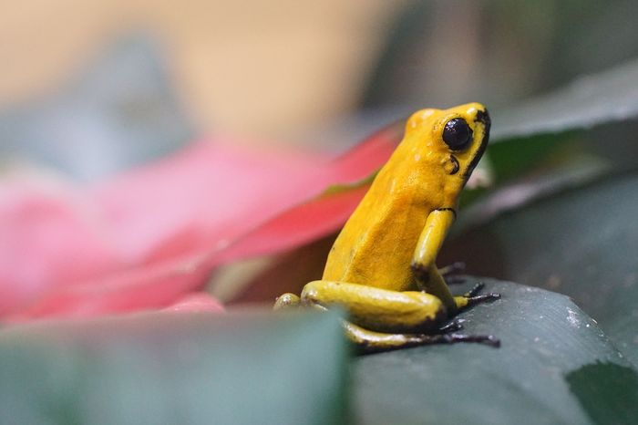 Poison dart frogs like this one are lethal to humans and other animals.