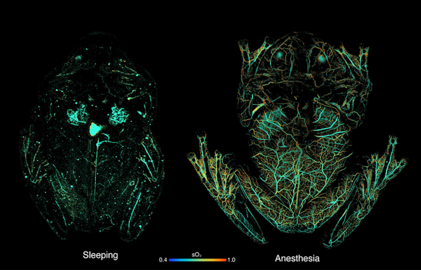 PAM images showing circulating red blood cells in a glassfrog while asleep & under anesthesia (which breaks blood storage). Colors show the percent of hemoglobin bound with oxygen; images were acquired on an OR-PAM system developed by Dr. Junjie Yao's lab./ Credit: Junjie Yao, Duke University