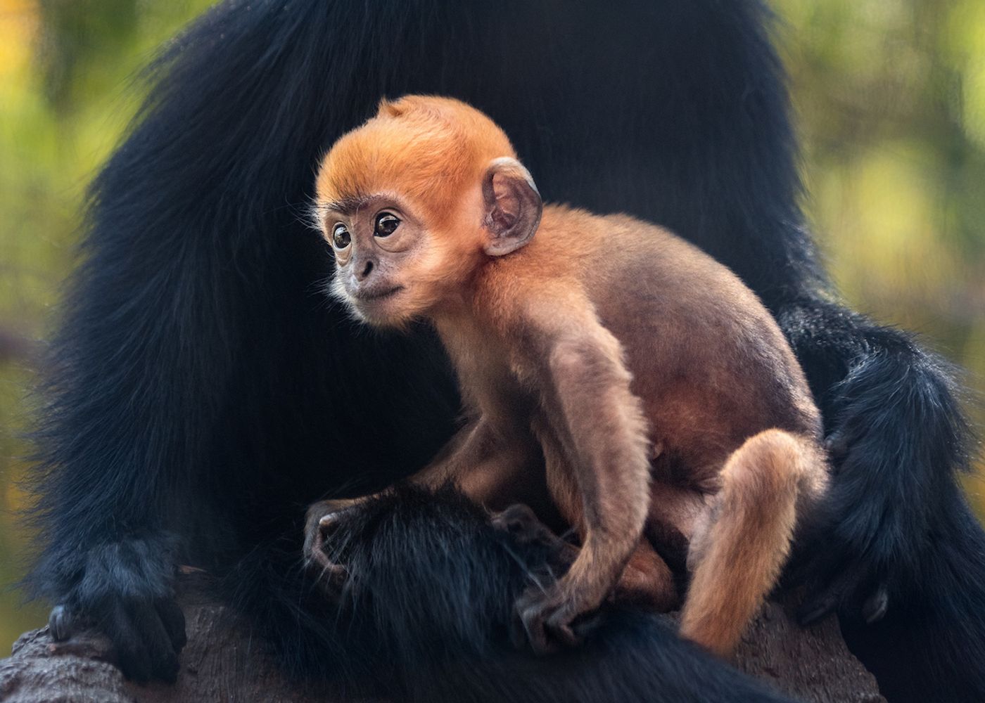 One of the monkeys born at the Los Angeles Zoo earlier this Summer.